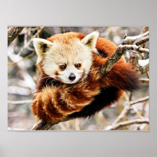Red panda on a tree limb poster