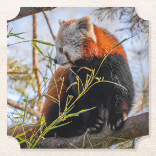 Red panda paper coaster