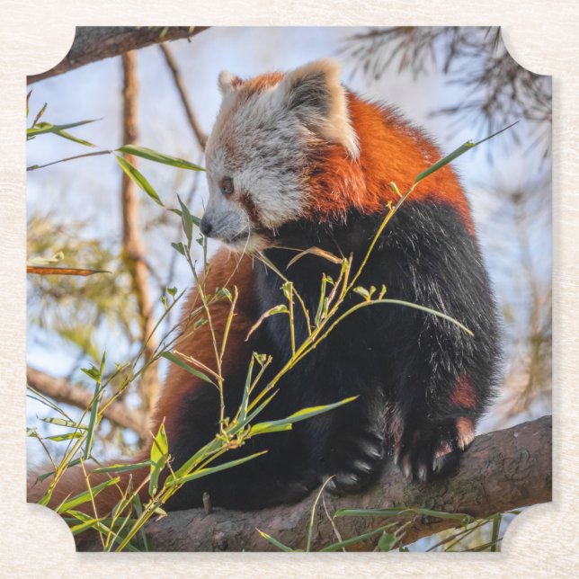 Red panda paper coaster (Front)