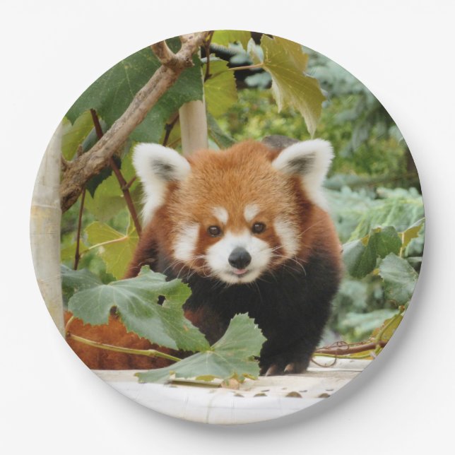 Red Panda Paper Plate (Front)