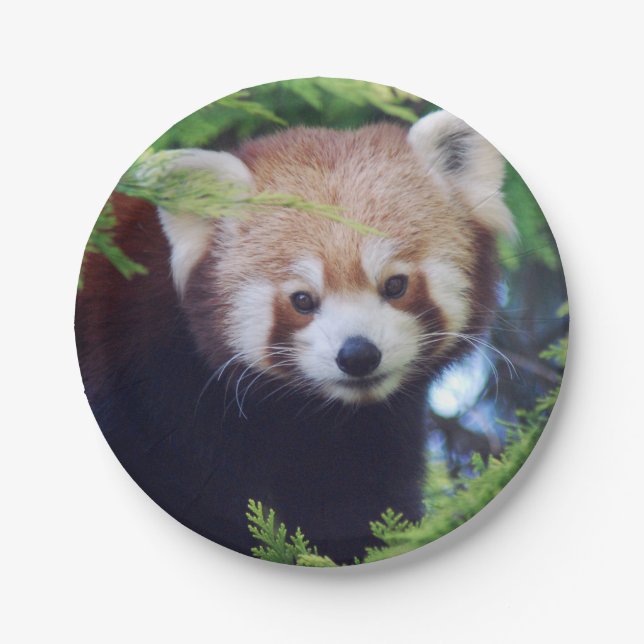 Red Panda Paper Plate (Front)