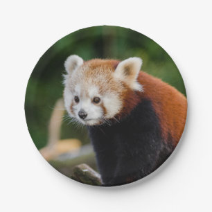 Red Panda Paper Plate
