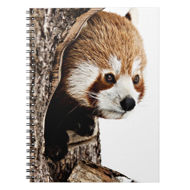 Red Panda Peek-a-Boo  Notebook (Front)