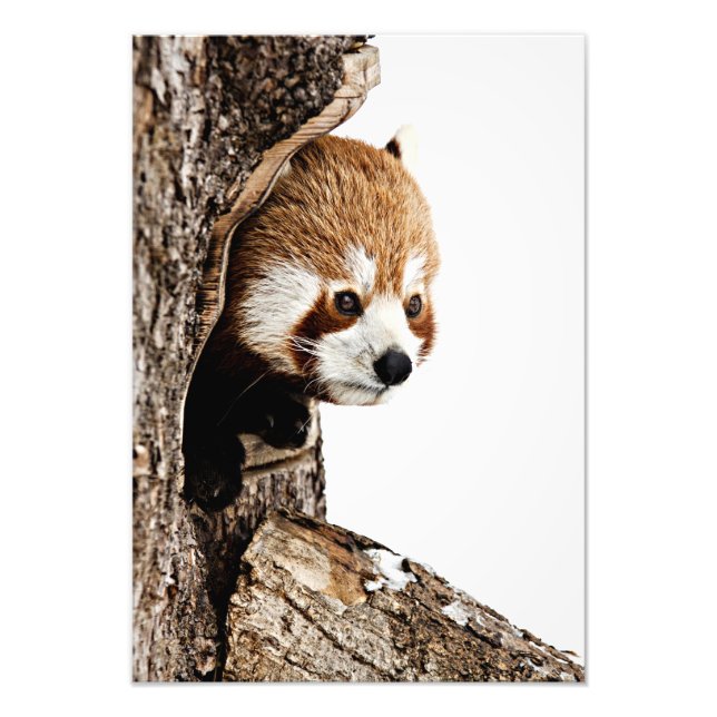 Red Panda Peek-a-Boo Photo Print (Front)
