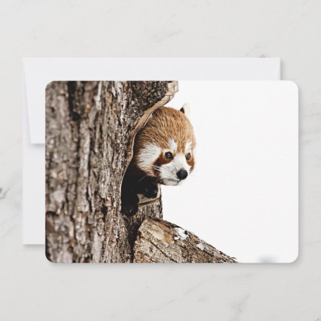 Red panda peeking out from a tree trunk card (Front)