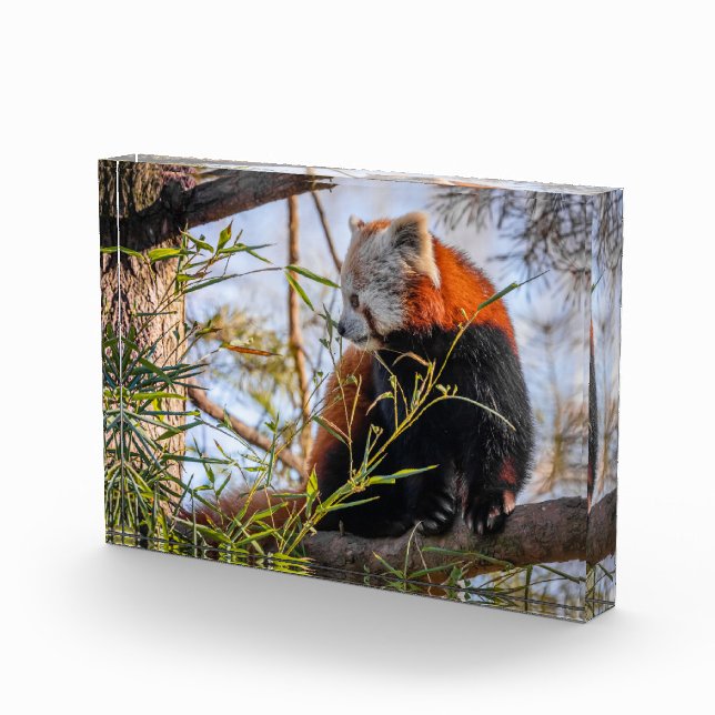 Red panda photo block (Right)