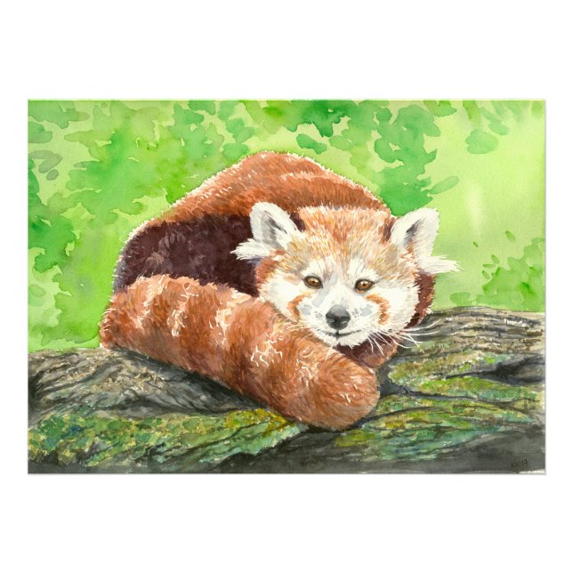 Red panda photo print (Front)