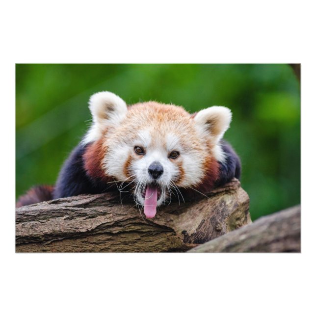 Red Panda Photo Print (Front)