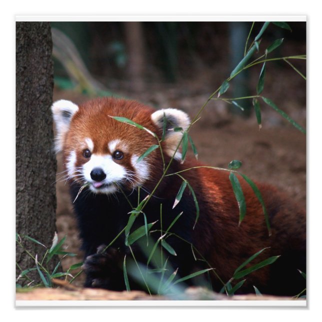 Red Panda Photo Print (Front)