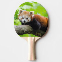 Red Panda