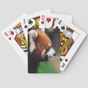 Red panda playing cards