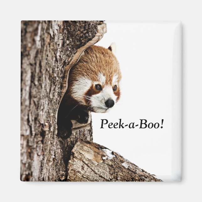 Red panda playing Peek-a-Boo! Magnet (Front)