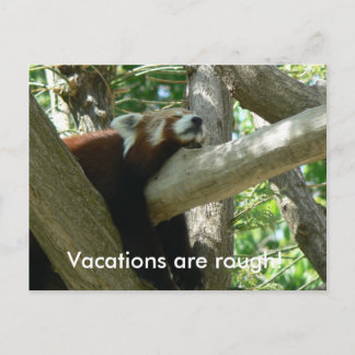 Red Panda Postcard
