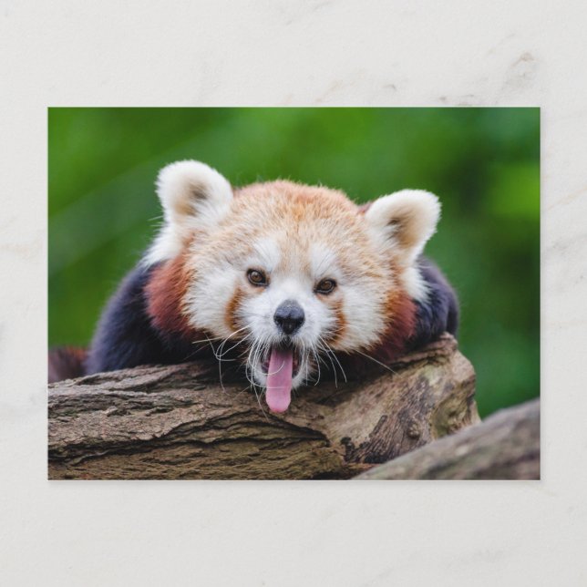 Red Panda Postcard (Front)