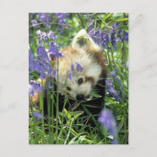 Red panda postcard
