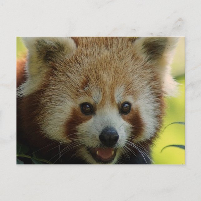 Red Panda Postcard (Front)