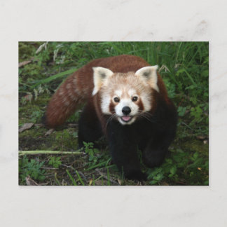 Red panda postcard