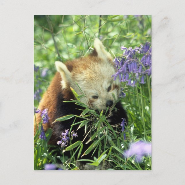 Red panda postcard (Front)