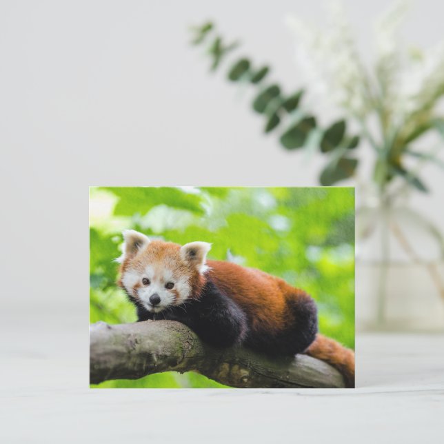 Red Panda  Postcard (Standing Front)