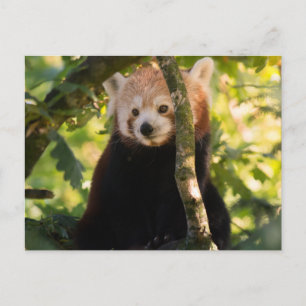 Red panda postcard