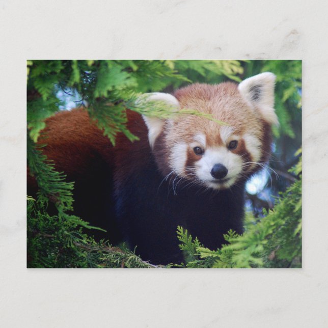 Red Panda Postcard (Front)