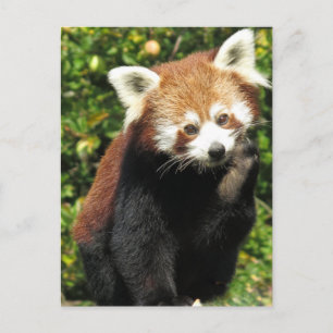 Red panda postcard
