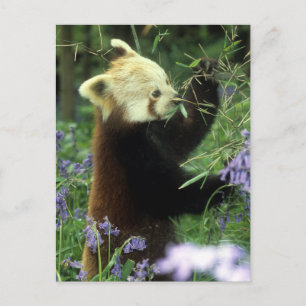 Red panda postcard