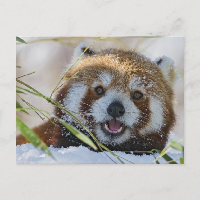 Red Panda Postcard (Front)