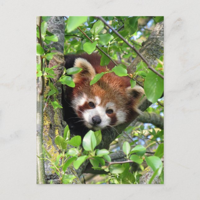 Red panda postcard (Front)