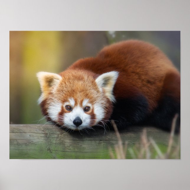 Red panda poster (Front)