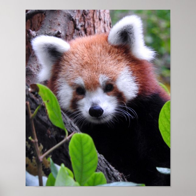 Red Panda Poster (Front)