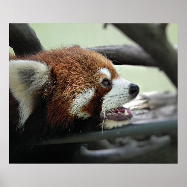 Red Panda Poster (Front)