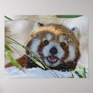 Red Panda Poster