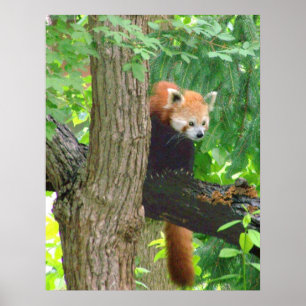 Red Panda Poster