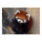 Red Panda Poster