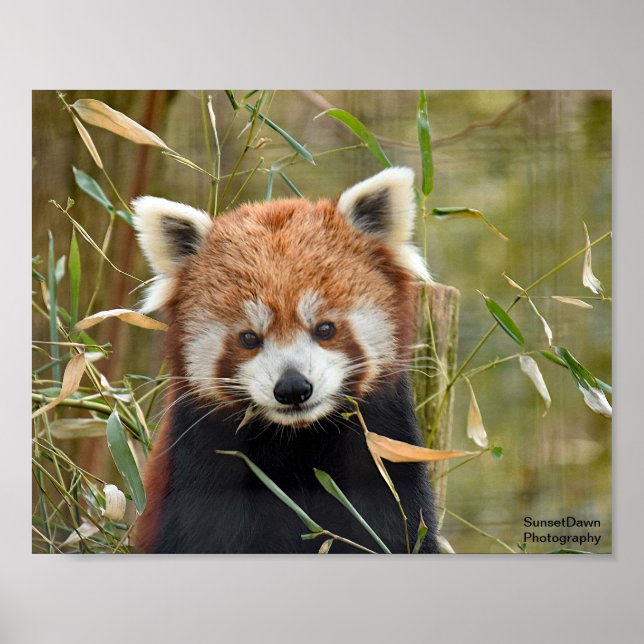 Red Panda Poster (Front)