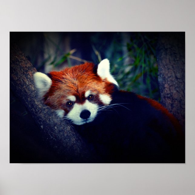 Red Panda Poster (Front)