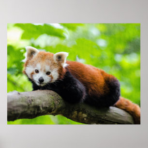 Red Panda  Poster