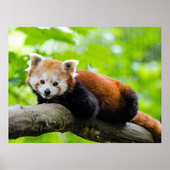 Red Panda  Poster (Front)