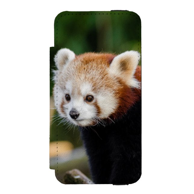 Red Panda Sitting On Snowy Log Incipio iPhone Wallet Case (Folio Front)