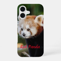Red Panda Snowy Log Picture