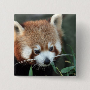 Red Panda, Taronga Zoo, Sydney, Australia 15 Cm Square Badge