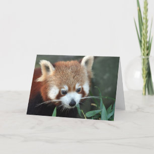 Red Panda, Taronga Zoo, Sydney, Australia Card