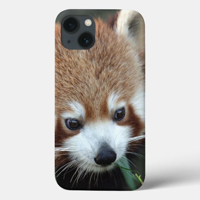 Red Panda, Taronga Zoo, Sydney, Australia Case-Mate iPhone Case (Back)