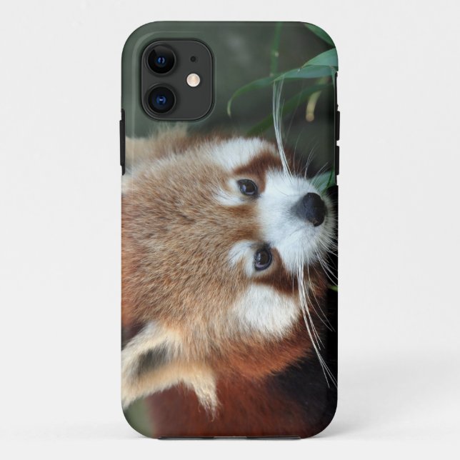 Red Panda, Taronga Zoo, Sydney, Australia Case-Mate iPhone Case (Back)