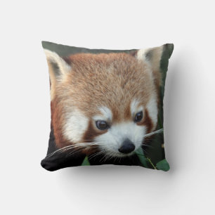 Red Panda, Taronga Zoo, Sydney, Australia Cushion