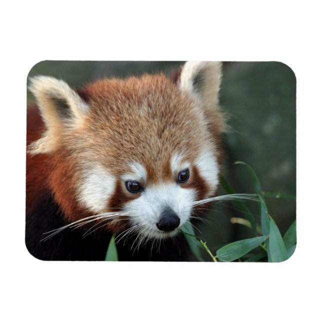 Red Panda, Taronga Zoo, Sydney, Australia Magnet (Horizontal)