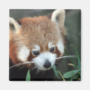 Red Panda, Taronga Zoo, Sydney, Australia Magnet