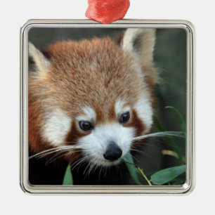 Red Panda, Taronga Zoo, Sydney, Australia Metal Ornament