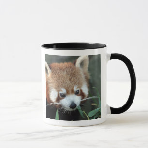Red Panda, Taronga Zoo, Sydney, Australia Mug